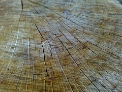 Wood