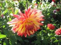 Flower.jpg