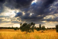 Olive Tree