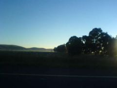 Some Trees!