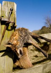 Poor Foxy