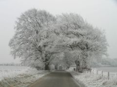 Ice-bound trees