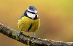 Punk Blue Tit