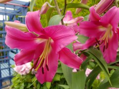 114DCACE-7969-4FCD-A4F3-001A7879D179.jpeg